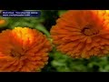 Ron Paul You Are Not Alone
