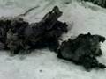 videos de Dead Body Found By Travelers