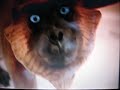 Search Video