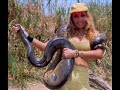 HUDGE SNAKE ANACONDA ATTACK  A...........