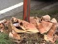 Tree stump grinding Rotor Speedy Tree stump grinding Rotor Speedy