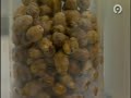 Nuevas propiedades saludables de la Horchata de Chufa