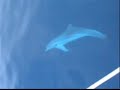 Delfines Delfines