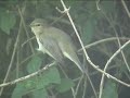 Chiffchaff 2