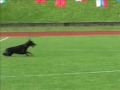 IDC-2008 Obedience
