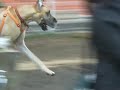 Great Dane 20071223 Welsh Corgi & Shiba