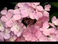 Alain Zaepffel Video - "Hasse - Il Ciclope - Aria Polifemo (Alain Zaepffel)"