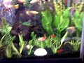 Molly fry day 1.mp4