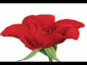 El escondite (Reflexiones) El amor y la locura