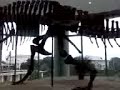 Acrocanthosaurus (Video0179.3gp) - July 11, 2008, 12:08 PM Acrocanthosaurus (Video0179.3gp) - July 11, 2008, 12:08 PM