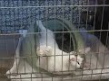 Rainbow - Martin County Humane Society