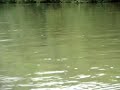 Boot-Kanadier-Fahren auf dem Altmain bei Volkach - Vogelsburg