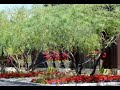 ARIZONA IN BLOOM