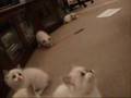 子猫ってどうしてこんなにカワイイの~♪
