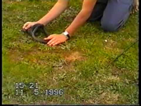 porphyriacus - This male Red-bellied black snake (Pseudechis Porphyriacus) was found by me (Kane Holahan) along a water race in 1996 at North Harcourt, Central Victoria, Au...