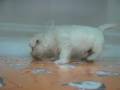 videos de Westy Macho STA REF:182