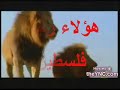 علي الكوفية ابراهيم موتي