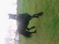 my horsie pareltje in beweging