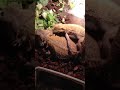 Bearded Dragons Mating (Lenny&Bella)