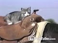 Saddle Up Kitty Cat