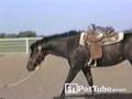 Saddle Up Kitty Cat