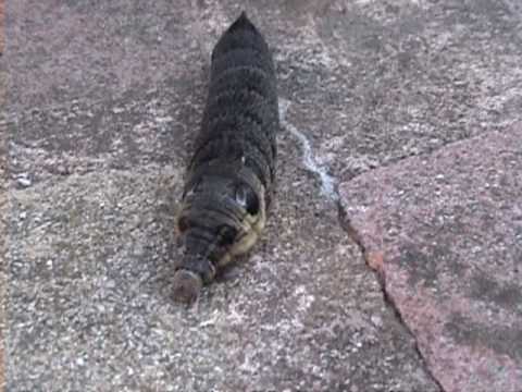 how to eliminate oleander caterpillars
