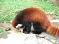 videos de レッサーパンダの格闘Grapple of lesser panda