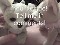 Webkinz vs. Beanie Babies 2.0 Webkinz vs. Beanie Babies 2.0