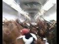 Hino do vasco no japeri !!!!