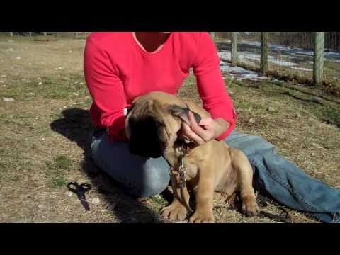bullmastiff