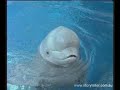 Beluga Whale Video Clip 1