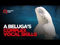 Beluga Whale Video Clip 1