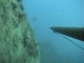 Branzino Spigola Mamba 2 Marco Dada Apnea Pesca