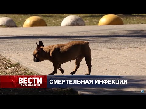 Вести Барановичи 09 октября 2023.