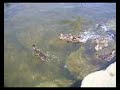 Diving Ducklings