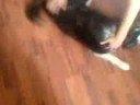 breakdancing dog breakdancing dog