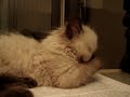 The new kitten