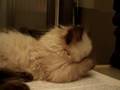 The-new-kitten