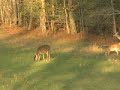 Early Season Doe Harvest-Charles City, VA Early Season Doe Harvest-Charles City, VA