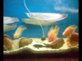 arwana fish , parrot fish ,fish for sale ,للبيع
