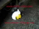 Carlo Masi and Adam Champ little rabbit Maria the killer the first