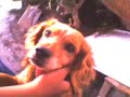 baby cocker spanish