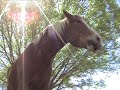 Swami Mister Ed speaks at Y-Heart Ranch.