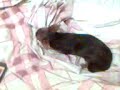 Mi perra chiguagua, Pili ..... como una cabra