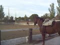 Quira Soft (c): Elvis al galope Quira Soft (c): Elvis al galope