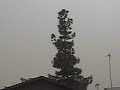 dust storm