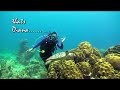 Turtle diving with us for a while..........