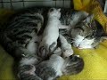 Gatitos de Gata Monse