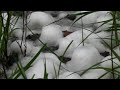 Frogs making foam-nests / Fr�sche beim laichen