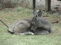 Sleepy Deer in the Yard